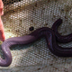 The animal shortly after it was captured.